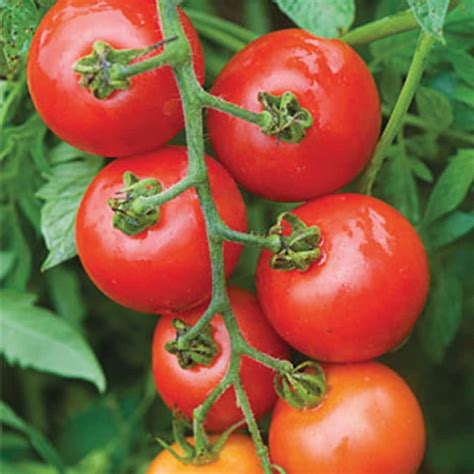 Tomato Mountain Magic: The Art of Seed Saving for Future Planting